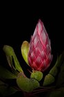 Growing Protea Flower on black background — Stock Photo