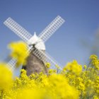 Vereinigtes Königreich, West Sussex, Halnakerwindmühle im Blumenfeld — Stockfoto