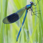 Primer plano de libélula azul sentada en la hierba - foto de stock