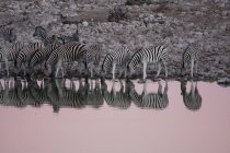 Зебры пьют воду на закате, Намибия — стоковое фото