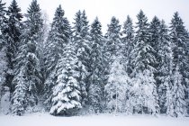 Scenic view of snow covered trees — Stock Photo