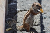 Bonito pequeno esquilo curioso comer lanche, foco seletivo — Fotografia de Stock