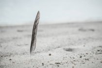 Мальовничий вид на перо, знайдене на пляжі — стокове фото