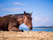 Vista lateral do cavalo deitado na praia — Fotografia de Stock