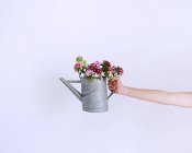 Human hand holding watering pot with flowers against purple background — Stock Photo
