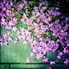 Fiori viola freschi in mucchio sulla superficie verde — Foto stock