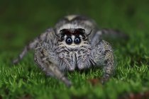 Крупный план прыгающего паука на траве, смотрящего в камеру — стоковое фото