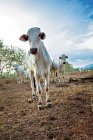 Vista panorámica del rebaño de vacas, Santa Teresa, Costa Rica - foto de stock