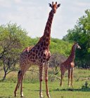 Girafas em pé na grama na natureza selvagem — Fotografia de Stock