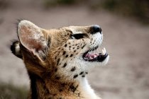 Primo piano vista laterale ritratto di bellissimo gatto selvatico africano, Mpumalanga, Sud Africa — Foto stock