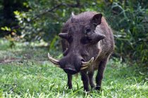 Großer schwarzer wilder Warzenschwein, Limopo, östliches Kap, Südafrika — Stockfoto