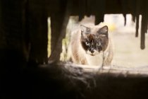 Siamese gato olhando através de buraco — Fotografia de Stock