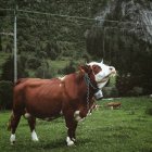 Blick auf den großen braunen Bullen, der auf der grünen Weide steht und in die Kamera schaut — Stockfoto