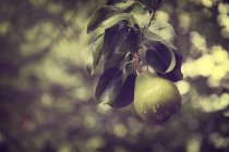 Vista de cerca de pera fresca en el árbol - foto de stock