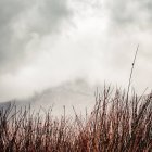 Visão majestosa da névoa nas montanhas contra a grama longa — Fotografia de Stock