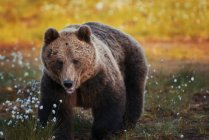 Крупним планом коричневий ведмідь в лісі, дика природа — стокове фото