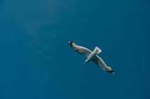 Низко угловой вид на летящую в голубом небе птицу — стоковое фото