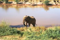 Bel éléphant à la nature sauvage près de l'abreuvoir — Photo de stock