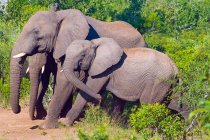 Beautiful elephants family at wild nature — Stock Photo