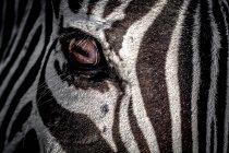 Nahaufnahme von Zebraaugen, die seitwärts schauen — Stockfoto