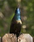 Common Grackle bird perched on fence and looking up — Stock Photo