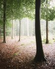 Живописный вид на зеленый лесной пейзаж — стоковое фото