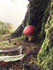 Primo piano vista del fungo rosso nella foresta — Foto stock