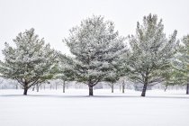 Vista panorámica del jardín de invierno en la nieve - foto de stock