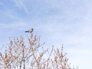Piccolo uccello appollaiato sulla cima dell'albero a natura selvaggia — Foto stock