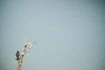 Bird sitting on tree branch against blue sky — Stock Photo