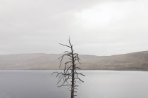 Vista panorâmica da árvore nua por lago — Fotografia de Stock