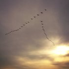 Vista panorámica de bandada de aves en el cielo - foto de stock