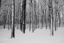 Vista panorámica de majestuosos bosques en invierno - foto de stock