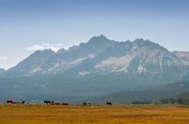 Kühe in Idaho Berge, Stanley, Custer County, Idaho, Vereinigte Staaten — Stockfoto