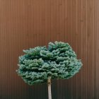 Одинокое дерево, растущее против деревянной стены — стоковое фото
