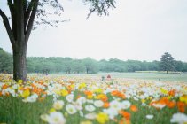Vista panorâmica do parque de flores no Japão — Fotografia de Stock