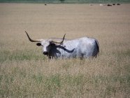 Texas Longhorn standing in field and looking at camera — Stock Photo