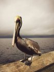 Pelican debout sur la jetée contre l'eau sur le fond — Photo de stock