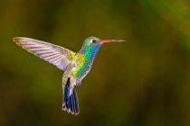 Arizona Broadbilled Hummingbird librarsi sullo sfondo sfocato — Foto stock