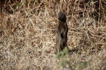 Brown mongoose standing on back small paws, Souh Africa. Kruger National Park — Stock Photo