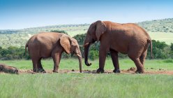 Dos majestuosos elefantes en la naturaleza salvaje - foto de stock