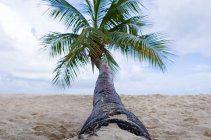 Мальовничий вид на пальму на пляжі — стокове фото