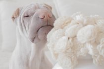 Белая китайская собака Шар-Пей нюхает белые цветы — стоковое фото