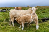 Красивые коровы в зеленом поле, Шотландия — стоковое фото