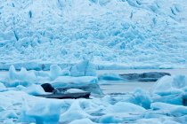 Maestoso bellissimo iceberg a Vatnajokull, Islanda — Foto stock