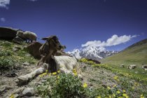 Ziege sitzt in Berglandschaft, Kumzum-Pass, himachal pradesh, Indien — Stockfoto