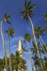 Low angle view of lighthouse surrounded by  palm trees, Belitung Island, Indonesia — Stock Photo