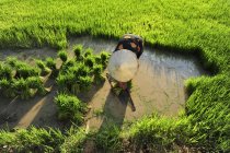 Жінка саджає рисові рослини на паперовому полі — стокове фото
