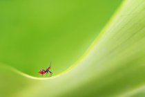 Primer plano de una hormiga sobre fondo borroso - foto de stock