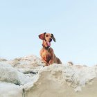 Divertido perro sentado en la arena mirando hacia otro lado con lengua - foto de stock